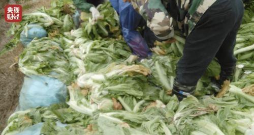 老坛酸菜爆料新闻视频,揭秘食品行业潜规则与消费者权益受损